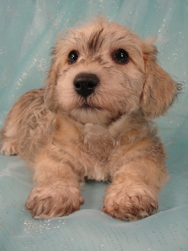 Male Schnoodle puppy for sale #18 Born November 9th, 2011